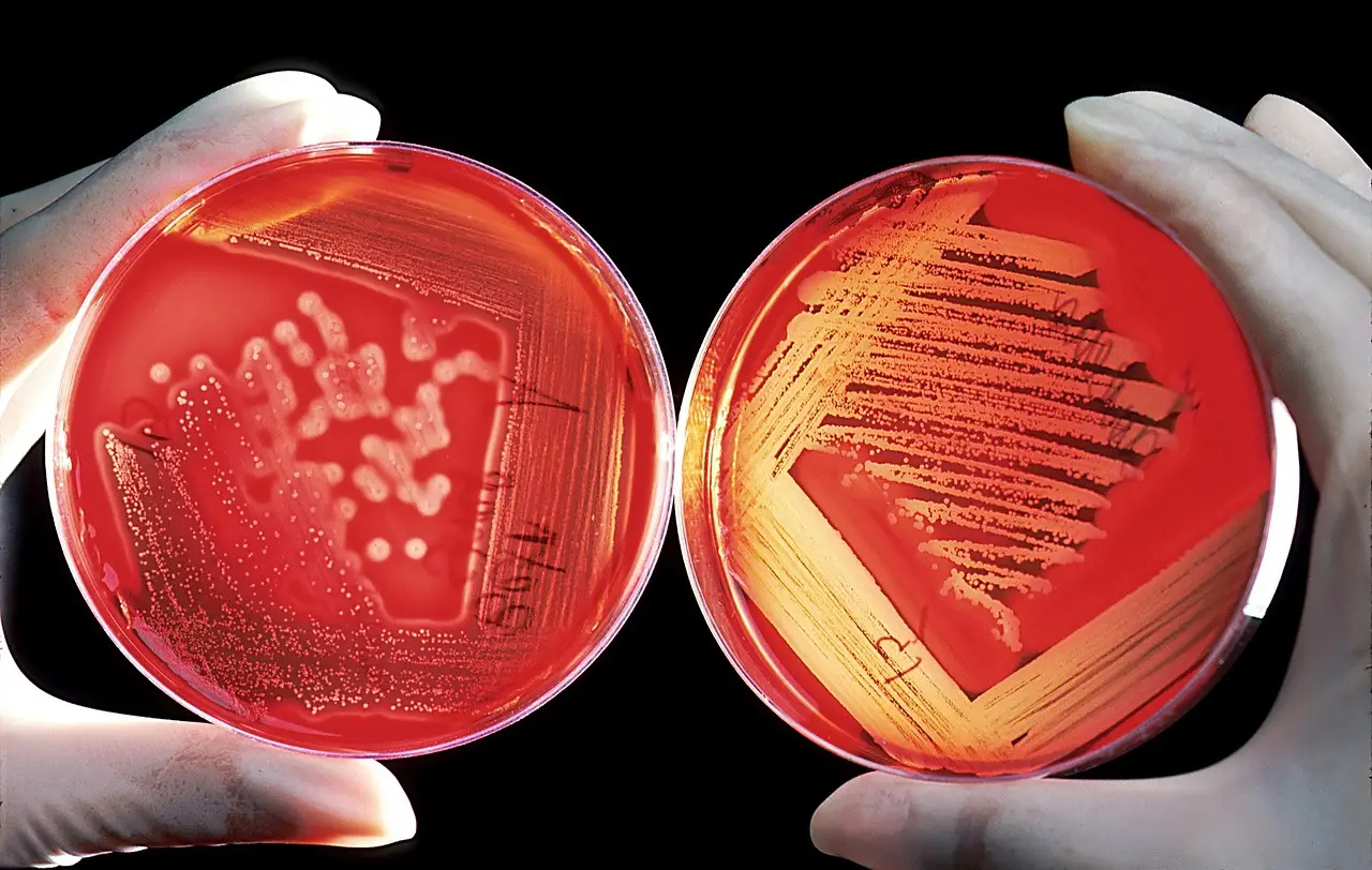 Microbial Dark Matter Could Revive Antibiotics